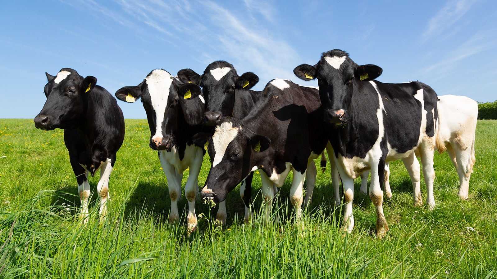 Køer på mark en sommerdag