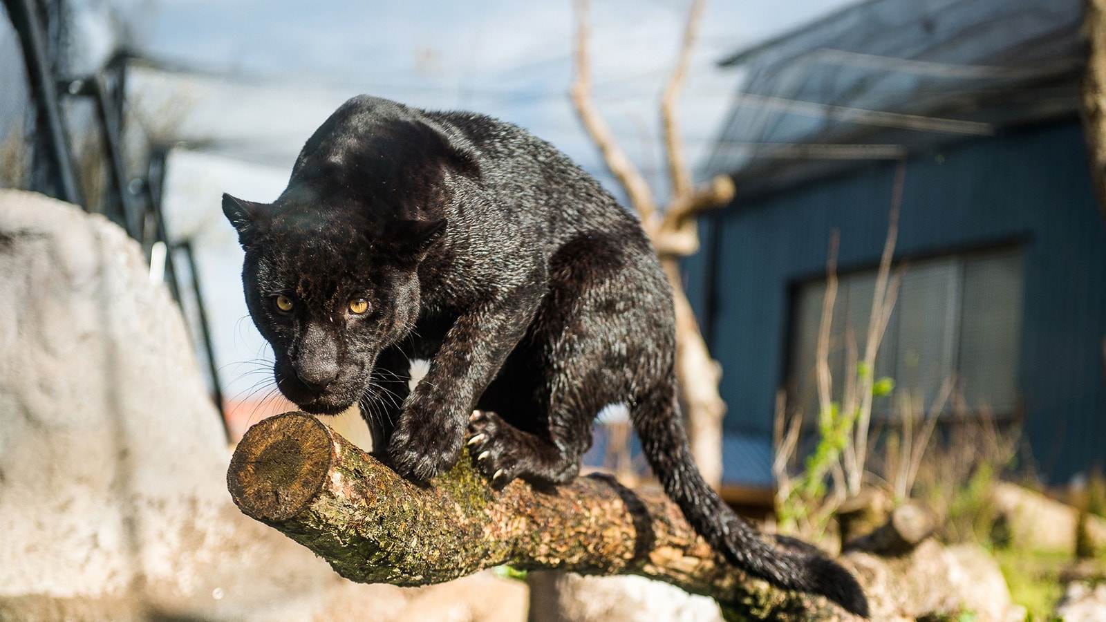Jaguar leger med en gren i dyrepark.