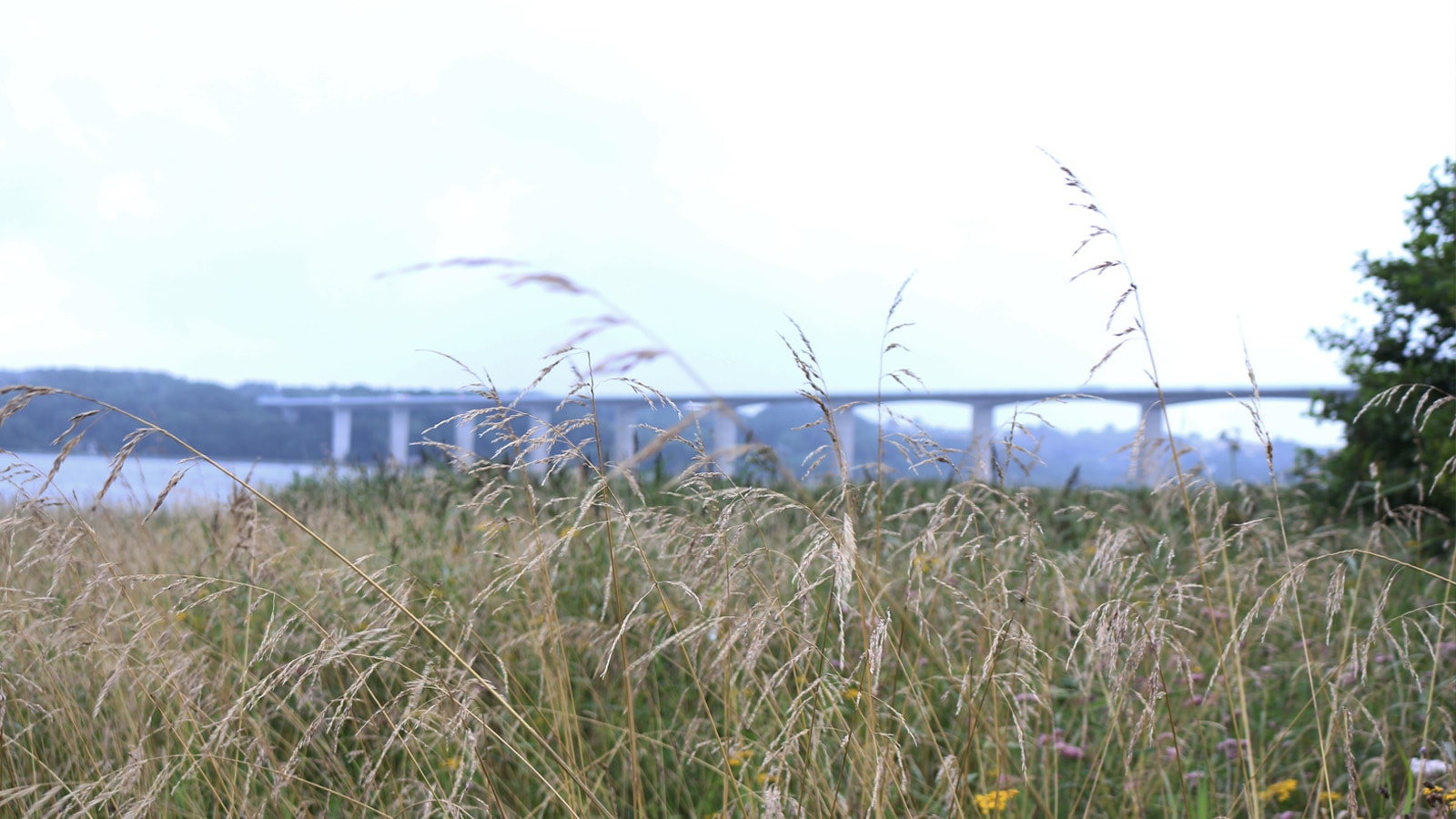 Vejlefjordbroen fra land