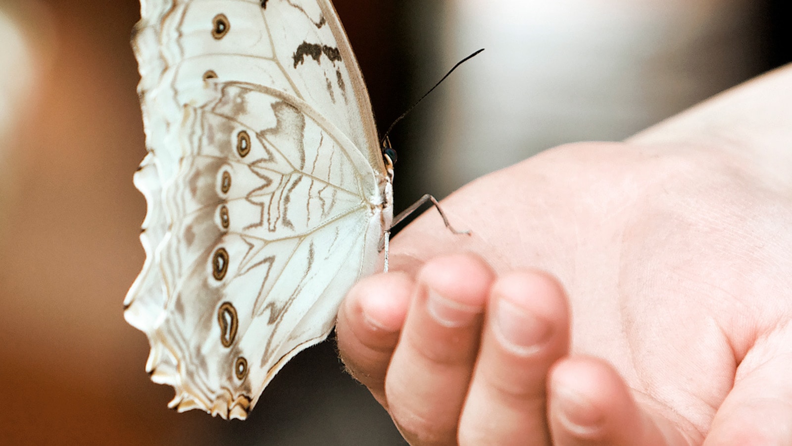 Hvid sommerfugl på en hånd